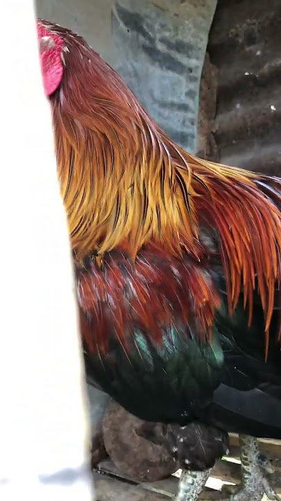 #my rooster