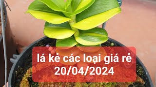 phi điệp lá kẻ phát tài các loại giá rẻ - 0867487638 - Hoa Lan Đất Việt