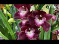 Немного орхидей в Жожжете-но какие!! Орхидеи в садовом центре в Черногории