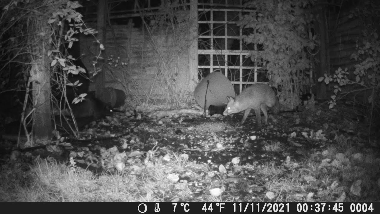 Fox and cat standoff