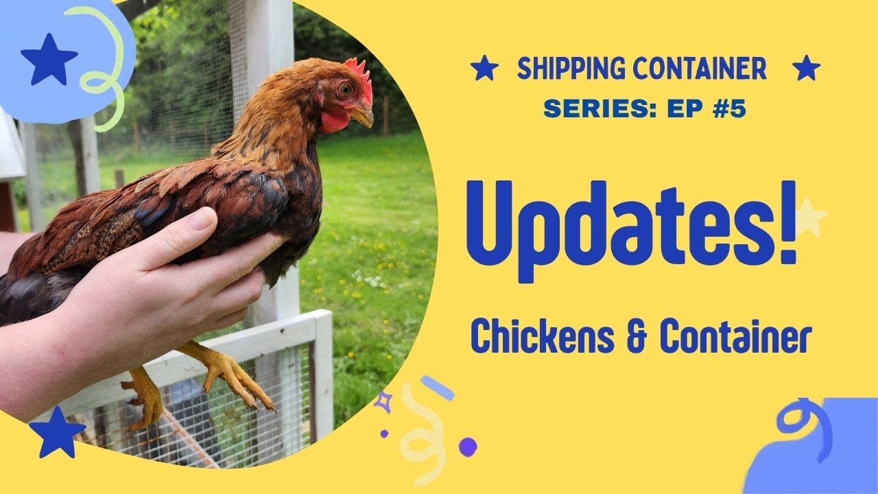 Shipping Container and Chicken Update Ep5