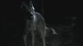 Werewolves from the TVD universe|we own the night