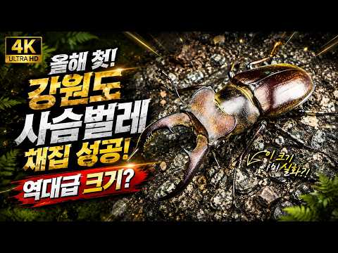 [이벤트] 2024년 첫 강원도 사슴벌레 채집 성공! 역대급 크기? ✨