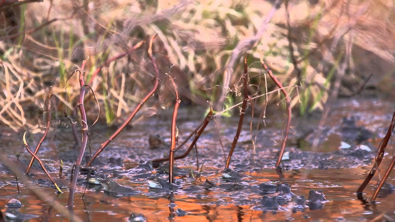 Rohukonn / Grass frog