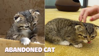Street Cat Rescue: Before and After | Abandoned Kitten | Kitten Meowing by Kittens Meowing 14,314 views 3 years ago 7 minutes, 44 seconds