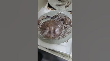 #fossils #crab #history #heydidyouseethisone #treasure #whichonewouldyoupick