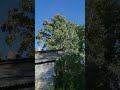 И такие есть дома)) #лесной #природа #леснойгородок