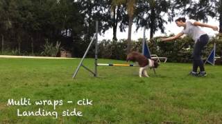 Toffee - agility foundations lesson 2.1
