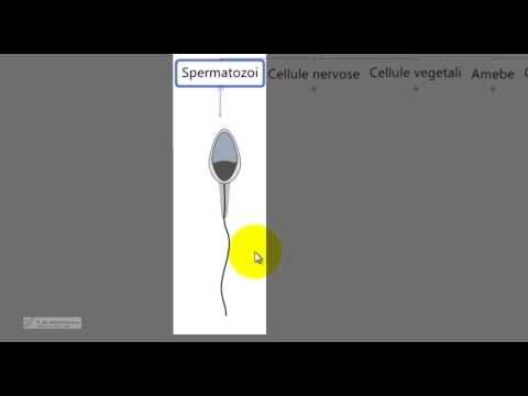 Video: In che modo la forma di una cellula è correlata alla funzione?