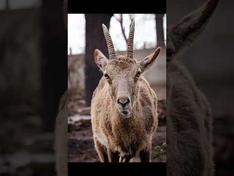 Video: Wroclaw Hayvanat Bahçesi (Ogrod Zoologiczny) açıklaması ve fotoğrafları - Polonya: Wroclaw