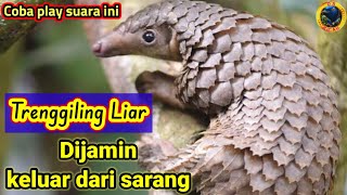 SUARA TRENGGILING || Suara trenggiling mp3 ampuh untuk pikat @dskicaumania6538