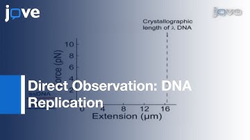 Enzymes Replicating DNA Using Single-Molecule DNA Stretching Assay l Protocol Preview