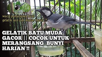 Gelatik Batu Gacor ||khusus gelatik yang malas bunyi sekali Putar hitungan detik langsung Nyaut  !!!