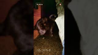 😺 Жизнь Геры 😺