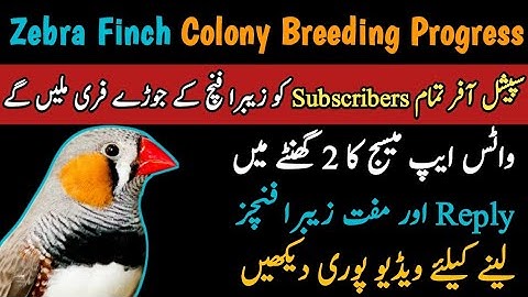 Zebra Finch Colony Breeding Progress 10-10-2022 | Zebra Finch Breeding Results | Mini Zoo