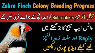 Zebra Finch Colony Breeding Progress 10 - 10 - 2022 Zebra Finch Breeding Results Mini Zoo