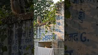 owl's camp🦉 #smartdoctor#viral #youtubeshorts#dirmani#motivation#poetry#dirmaniremedies#birds#comedy