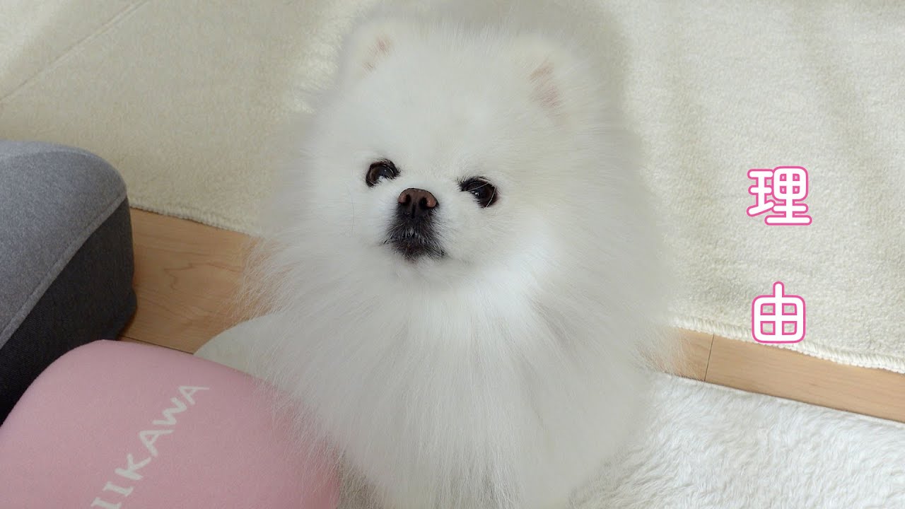 脱毛症のポメラニアンが毛を切ってはいけない理由