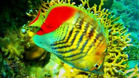 Crown butterflyfish (Chaetodon paucifasciatus)  Eritrean butterflyfish