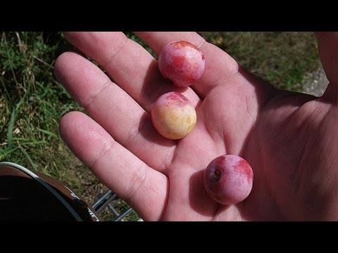 How To Identify Wild Plums   Prunus americana Identification