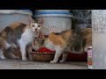 喧嘩なし ❤️ 2空腹の母親の猫が食べています 2 Hungry Mothers Cat is eating