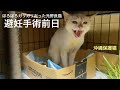 [沖縄保護猫]#9 ぼろぼろガリガリだった元野良猫ディノ、避妊手術前日の様子。やっぱり猫は箱が好き。