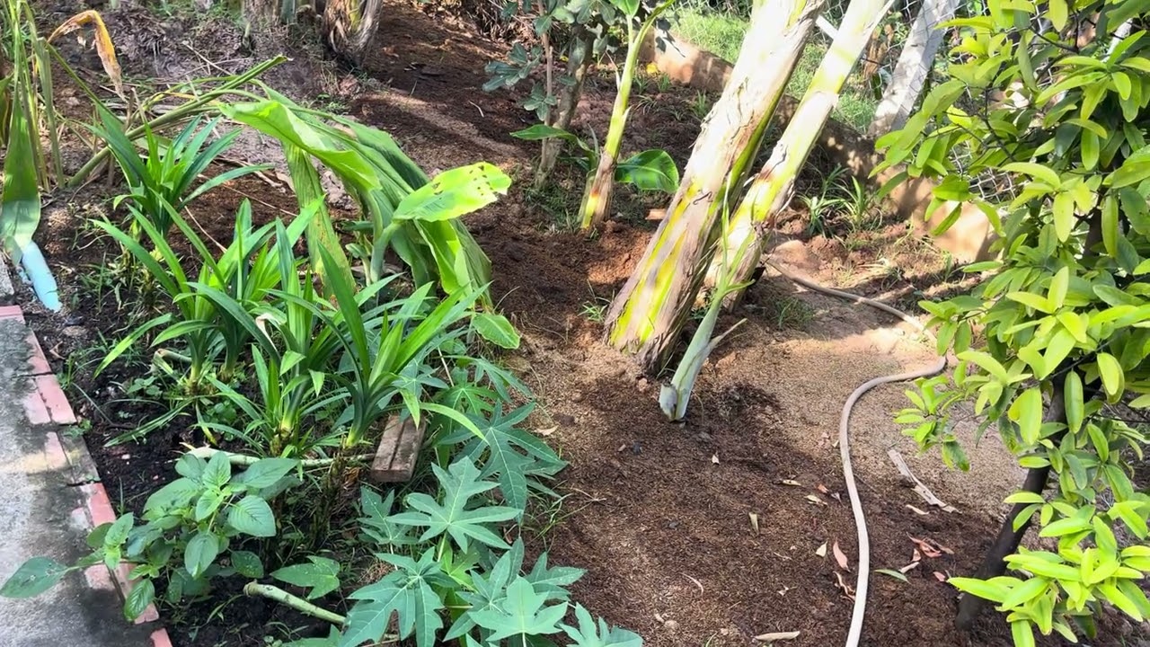 Grow Vegetable behind house