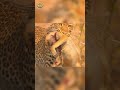 APEX WAR: Lions vs. The Lethal Pack | Nature Animal Documentary