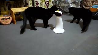 Evil And Charlie's New Laser toy from aldi