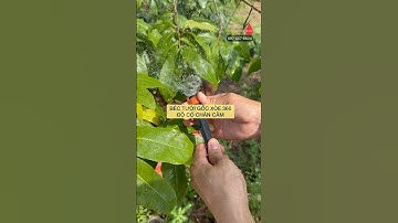 Béc xòe phun mưa cắm gốc tưới phủ 360 độ tưới chậu cây gốc cây GIÁ RẺ#becphun