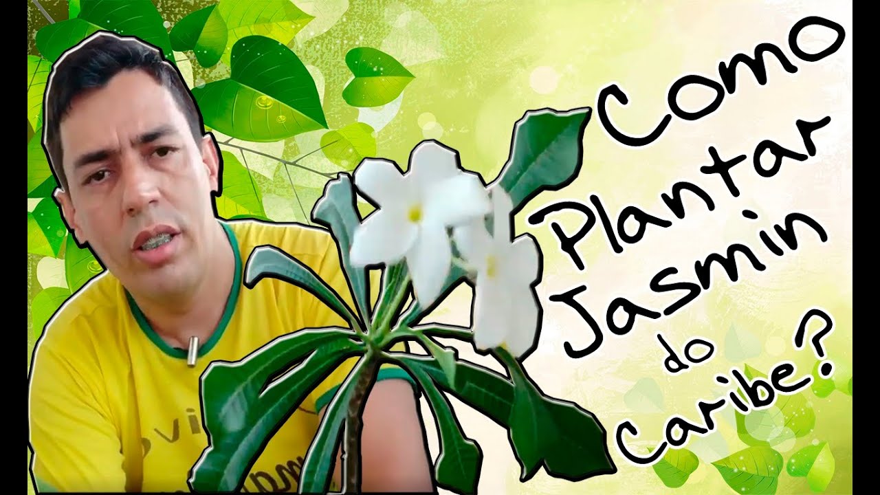 Como plantar Jasmim do caribe? - thptnganamst.edu.vn