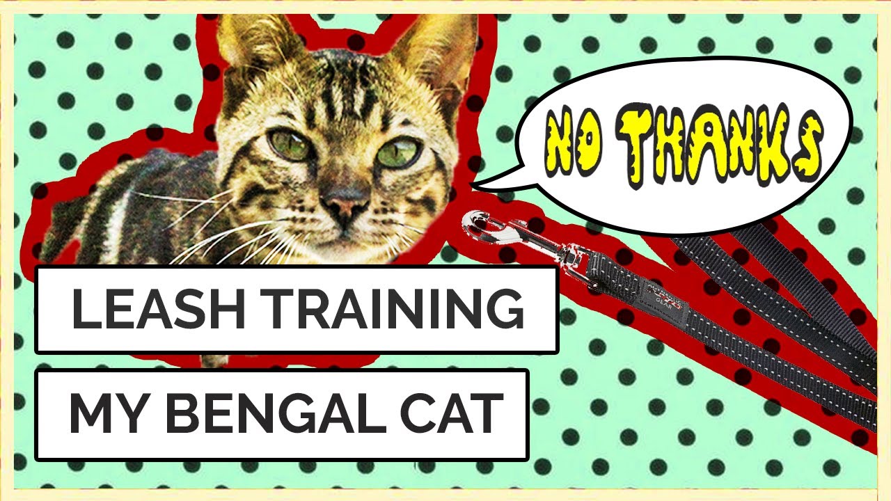🐈 Trying to Leash Train my Bengal Cat YouTube