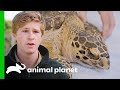 Saving an Endangered Turtle That Swallowed Fishing Hooks! | Crikey! It's the Irwins