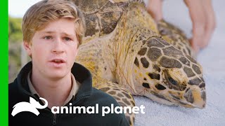 Saving an Endangered Turtle That Swallowed Fishing Hooks! | Crikey! It's the Irwins