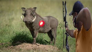 African Pig and Arrow 🏹😱👌👍 Part 5