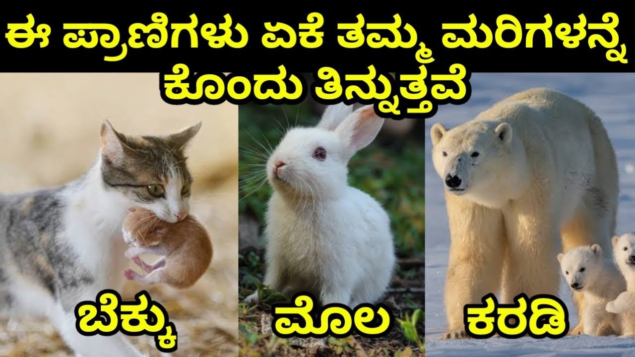 ಈ ಪ್ರಾಣಿಗಳು ಏಕೆ ತಮ್ಮ ಮರಿಗಳನ್ನೇ ಕೊಂದು ತಿನ್ನುತ್ತವೆ ಗೊತ್ತಾ? Why do Animals