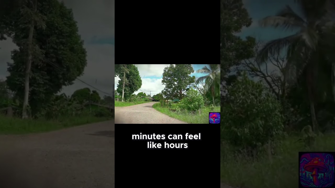 What to Expect When on Magic Mushrooms