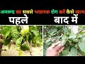 अमरूद में लगने वाला यह है  सबसे खतरनाक रोग देरी की तो होगा पूरा पेड़ नस्ट।।#guava#amrood