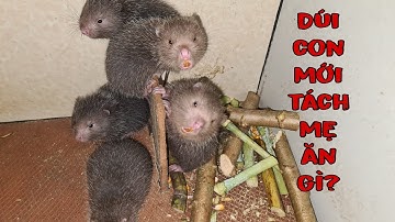 Thức Ăn Cho Dúi Con Mới Tách Mẹ • Lắp Quạt Gió Cho Chuồng Trại | Nguyễn Nguyên TM