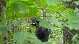 Bear, Deer, and Fox at Shenandoah National Park