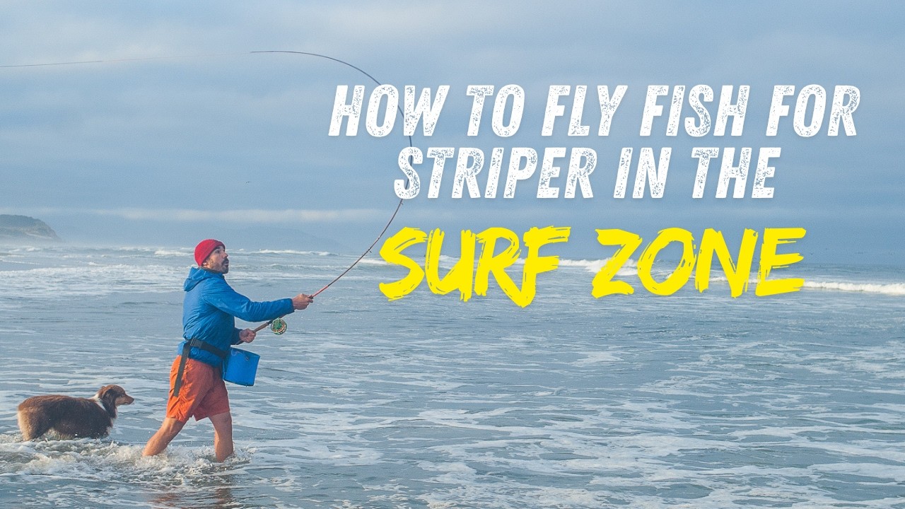 Как ловить полосатого окуня нахлыстом в прибрежной зоне