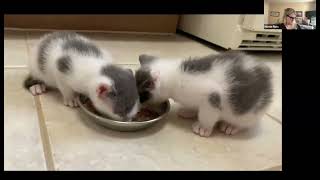 Animal Welfare League of Arlingtons Kitten College - May 2024 MMFC webcast