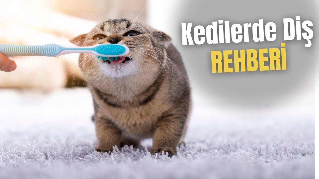 Kedilerde Diş Çıkarma Rehberi (DETAYLI DİŞ REHBERİ)