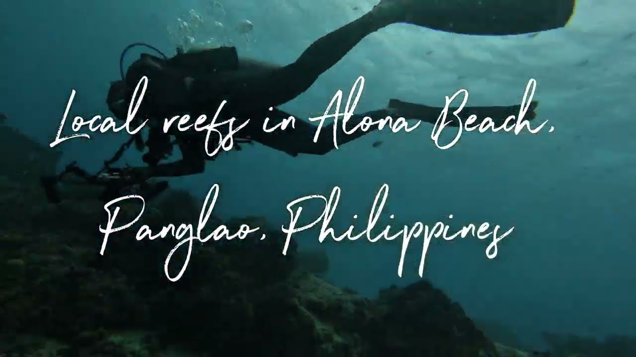 Diving Alona’s local Reefs, Panglao, Bohol, Philippines. So many interesting creatures!