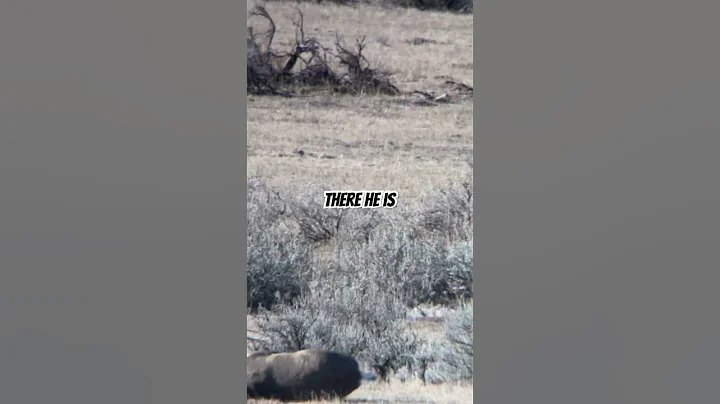 Check out the linked video for full episode! #muledeer #hunting #montana