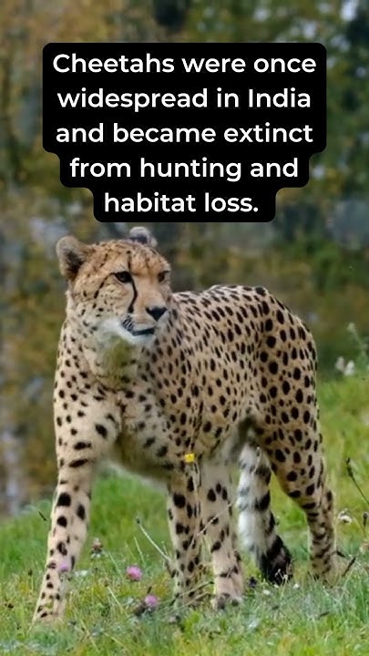 How and when did Cheetahs went extinct in India?! - YouTube