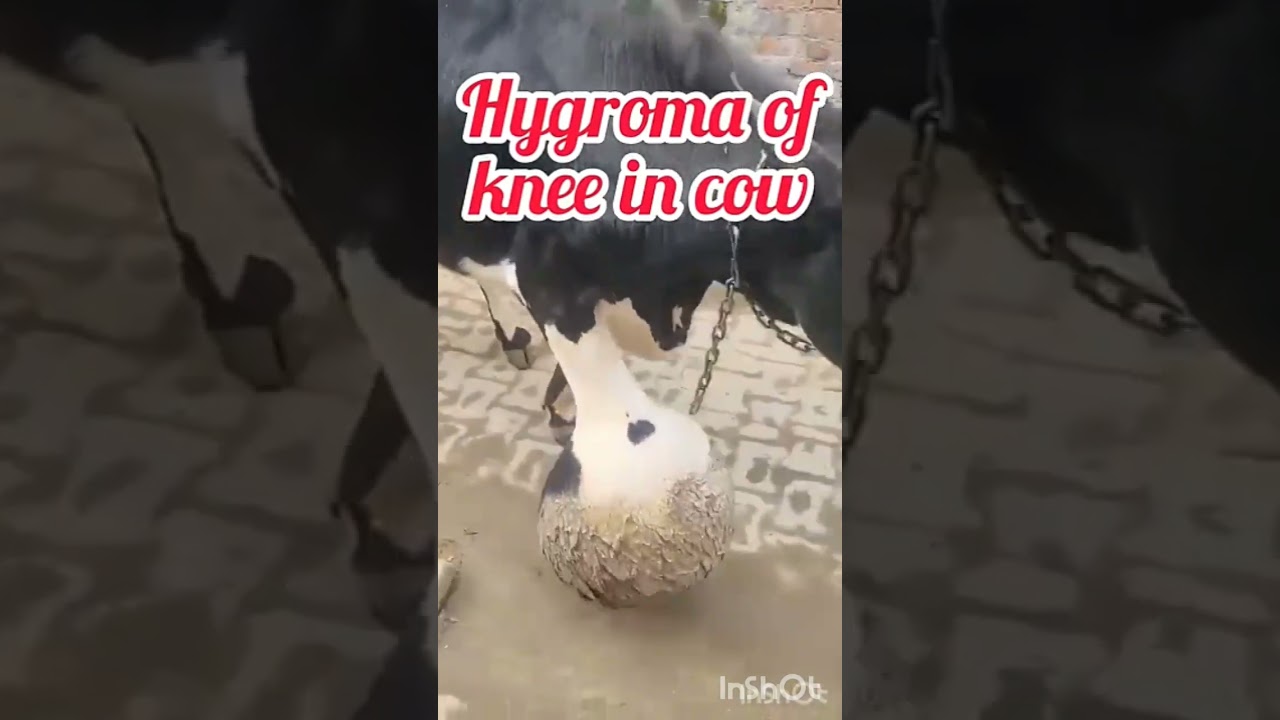 Hygroma of knee in cow 