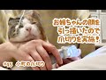 #45 小町の爪切り
