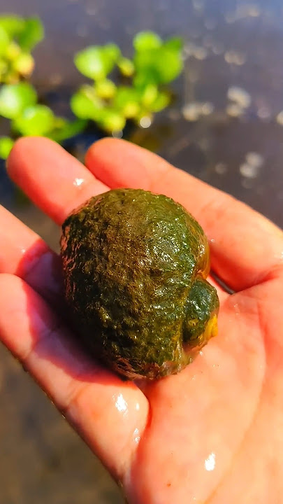 Mencari keong mas dan jamur hutan - short video #snailhunter