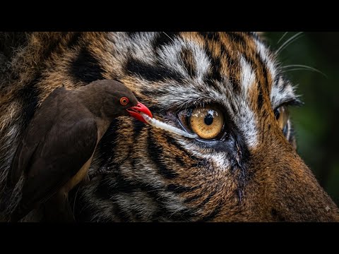 Unbelievable! Small Bird Saves Tiger, Elephant & Buffalo From Eye Parasites! 🐅🐘